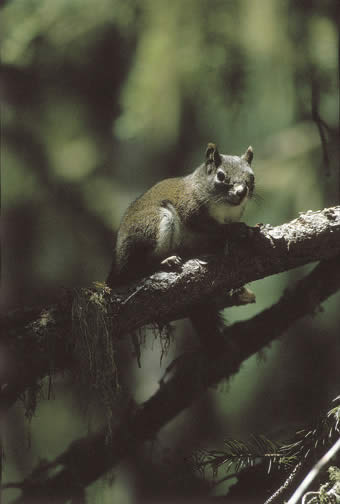Mount graham red squirrel